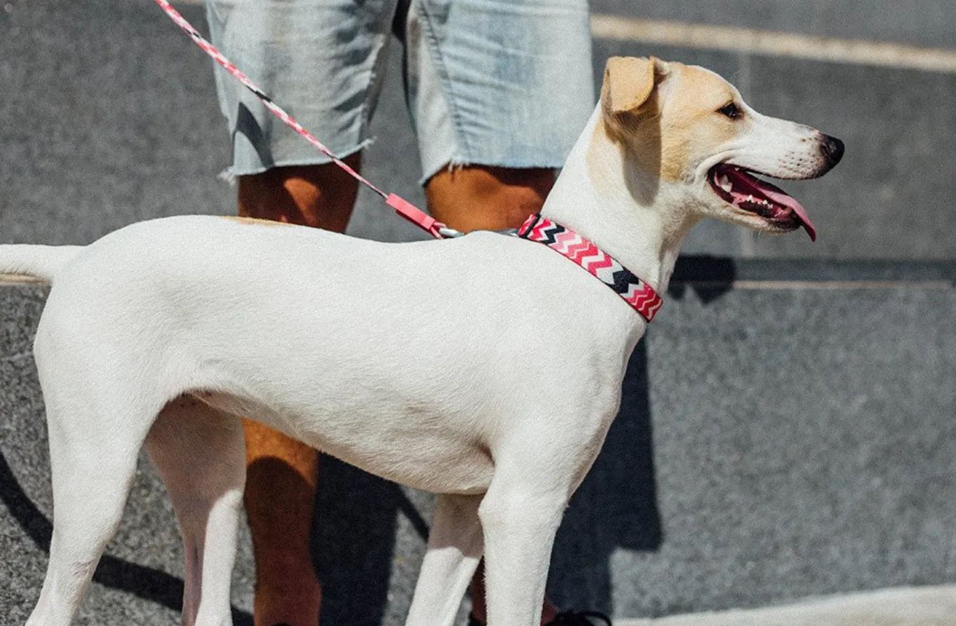 Maui Collar